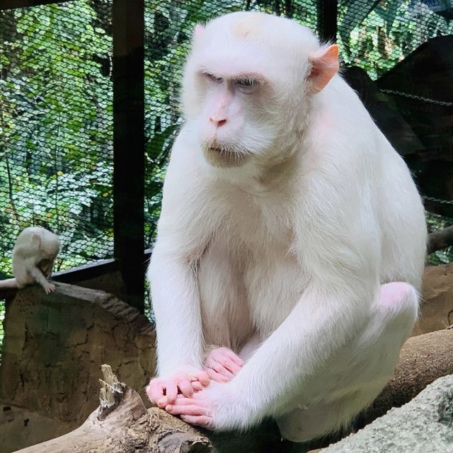 KL Tower Mini Zoo - KL, Malaysia