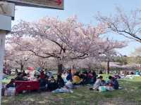 Cherry blossom season near my home.