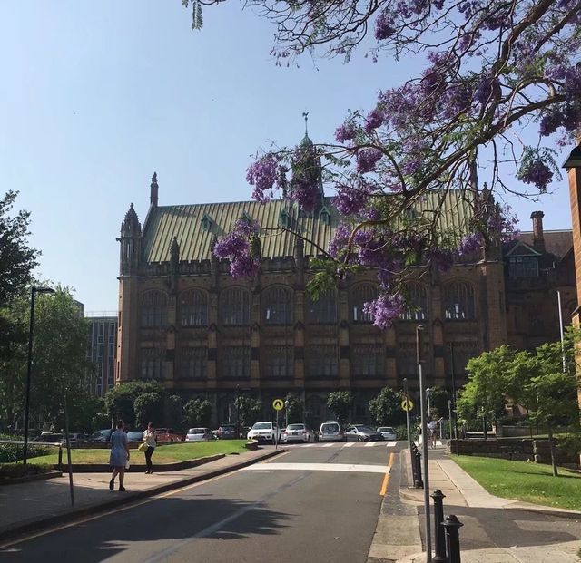 Falling in love with jacarandas, all because of one city: Sydney.