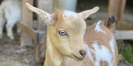 Goat Yoga Nashville- New Babies November | Goat Yoga Nashville