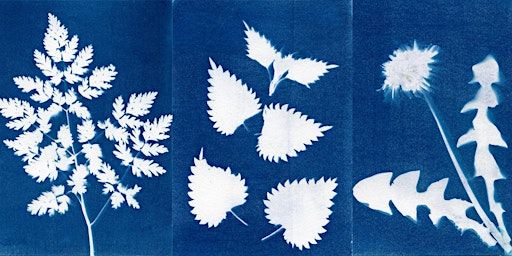 Walk & Cyanotype | Private Studio