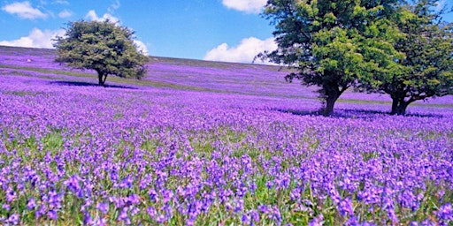Zest Singles Haytor Bluebell Walk | Lower Haytor Car Park