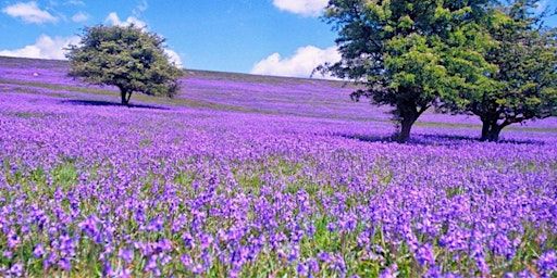 Zest Singles Haytor Bluebell Walk | Lower Haytor Car Park