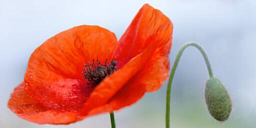 Remembrance by Brass | All Saints Church, Elton
