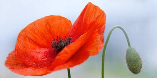 Remembrance by Brass | All Saints Church, Elton