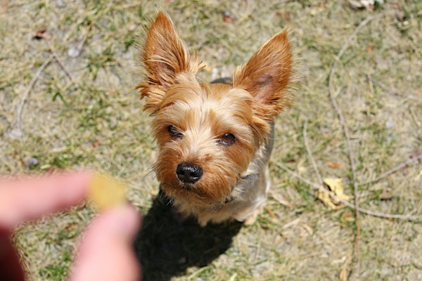 Basic Dog Training | Harrison Campus (5 week session) | Mid Michigan College