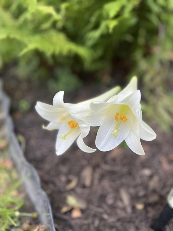 Shalom Garden Tour | Shalom House