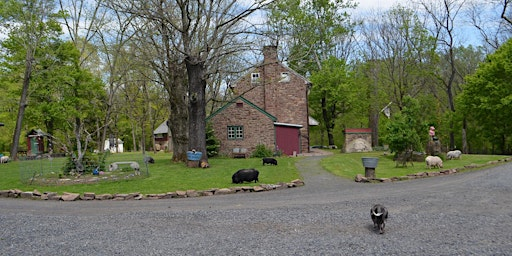 Mini Piggy Palooza 2025 | Ross Mill Farm Inc