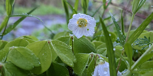 Plant ID and activities for Forest School certificated course EOC 2806 | Bradfield Woods National Nature Reserve