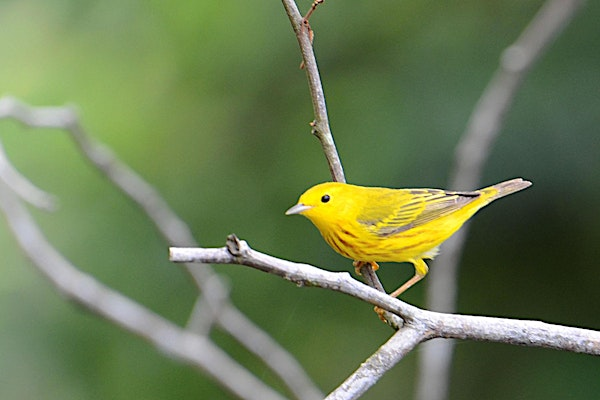 Belle Isle Guided Nature Walk | Vista Drive