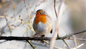 Phone Photography Workshop | Pennington Flash Nature Reserve