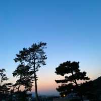 반려견이 뛰어놀수 있는 ‘카페이소’