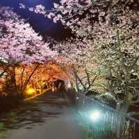 【伊豆】河津桜
