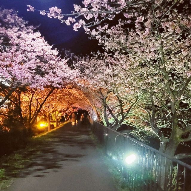 【伊豆】河津桜