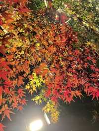 京都で紅葉や桜を見るなら東寺