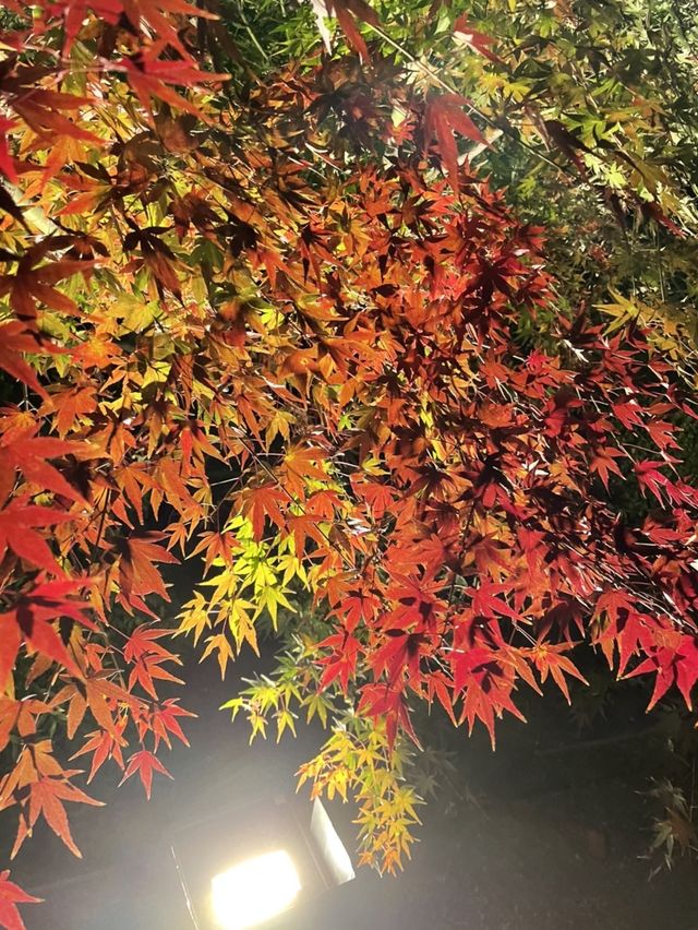 京都で紅葉や桜を見るなら東寺