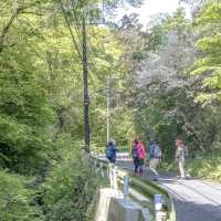 春の裏高尾・景信山登山口までの道中
