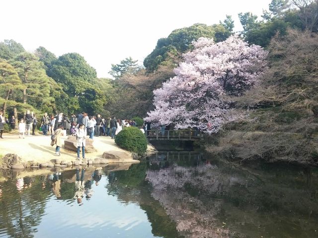 東京賞櫻勝地🌸🌸➡️新宿御苑