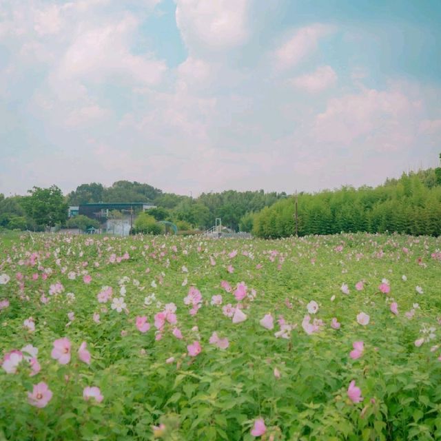🌺무궁화를 닮은 쌍둥이 꽃 부용이 아름다운 [울산, 태화강국가정원]