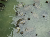 Tortoise Liberation Pond