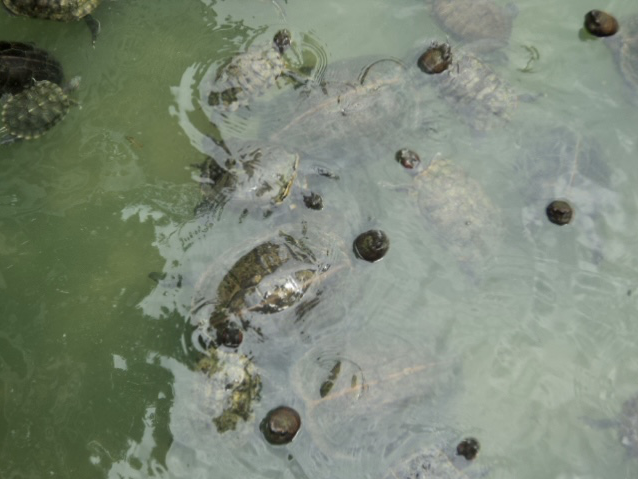Tortoise Liberation Pond