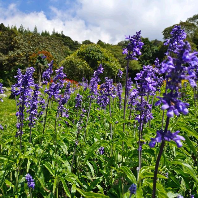 Floral Heaven in Kundasang