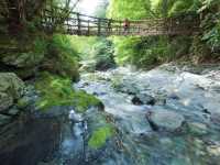 The Vines Bridge