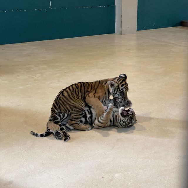 近距離接觸老虎🐯芭堤雅人氣老虎🐅樂園