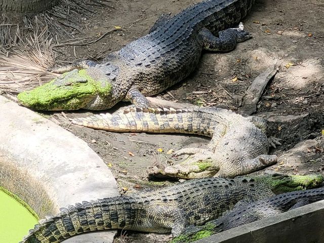 Saying "Hello" to the Crocs