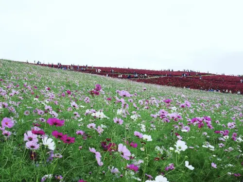 【茨城】コキアとコスモスが見頃!国営ひたち海浜公園