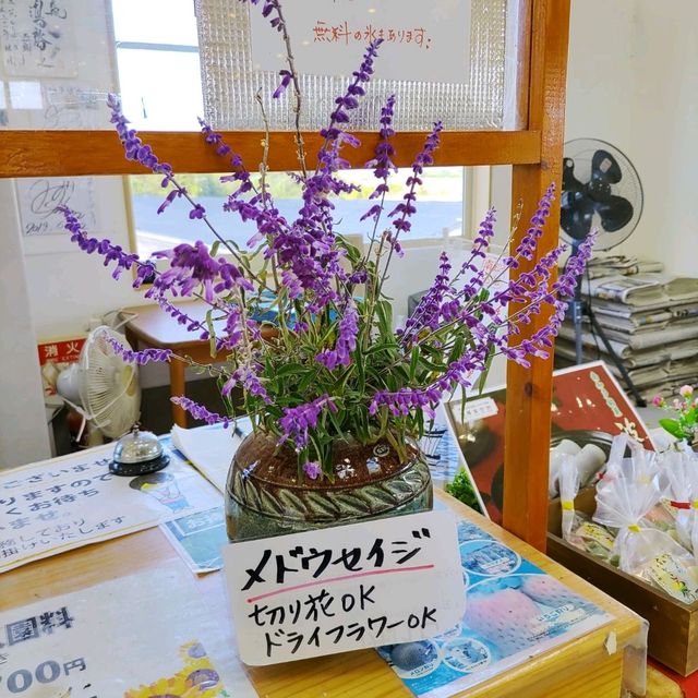 愛知県！花畑が素晴らしい花ひろば