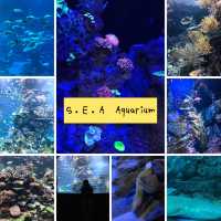 新加坡🇸🇬聖淘沙最大水族館‼️觀賞魚群好地方