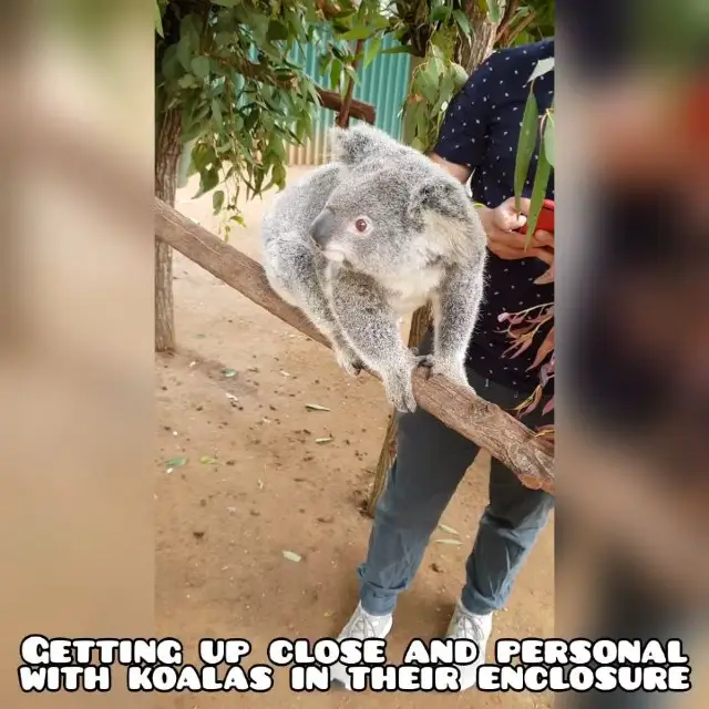 Get up close and personal with koalas