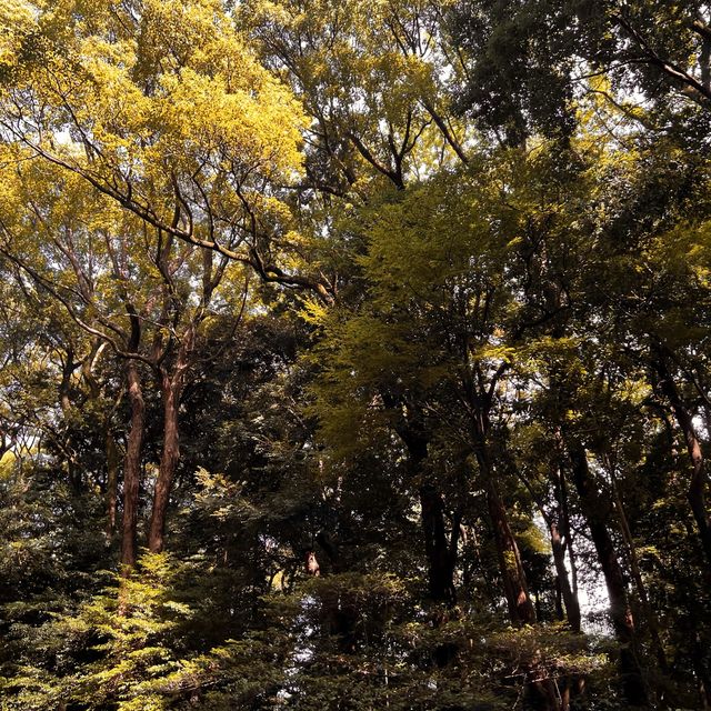 Fall & Meiji Jingu