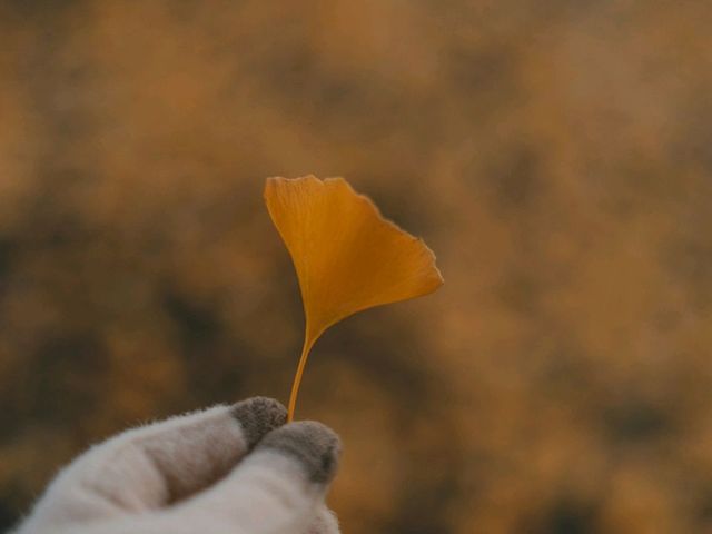 일출도 예쁜 아산 은행나무길