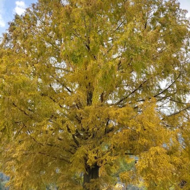 錦帯橋紅葉谷公園

