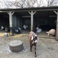 เที่ยว Central Park Zoo กัน