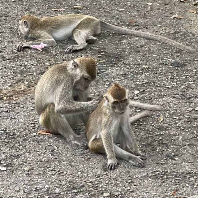 Bukit Shahbandar Forest Recreation Park 