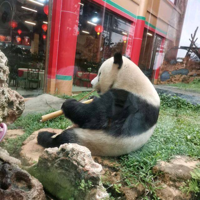 Istana Panda Taman safari Indonesia Bogor.