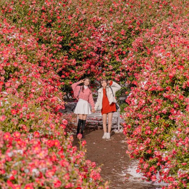 🌺제주에서 동백이 보고싶다면 꼭 추천하는곳! [제주, 동백포레스트]❄️