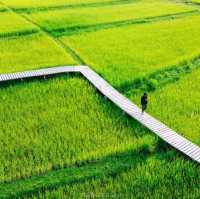ทุ่งนา สะพานไม้ ใบเสมาหินโบราณ เต่างอย สกลนคร