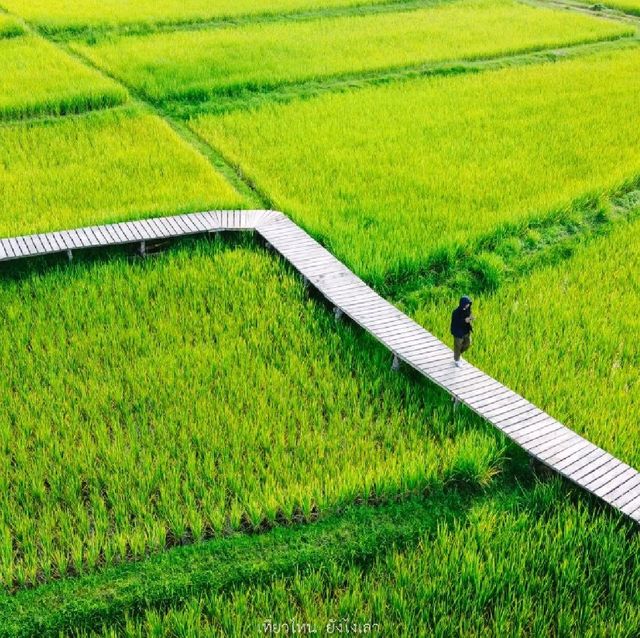 ทุ่งนา สะพานไม้ ใบเสมาหินโบราณ เต่างอย สกลนคร