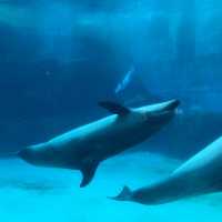 名古屋港水族館 は1日中楽しめる