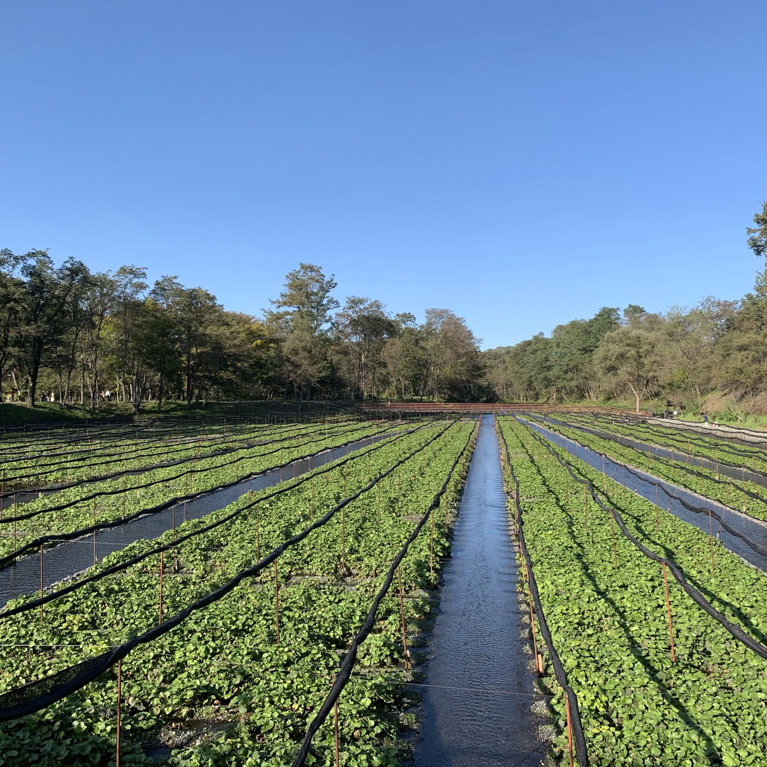 長野県 安曇野 大王わさび農場 Trip Com 安曇野市の旅のブログ