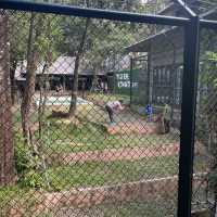 Tiger Kingdom Phuket 