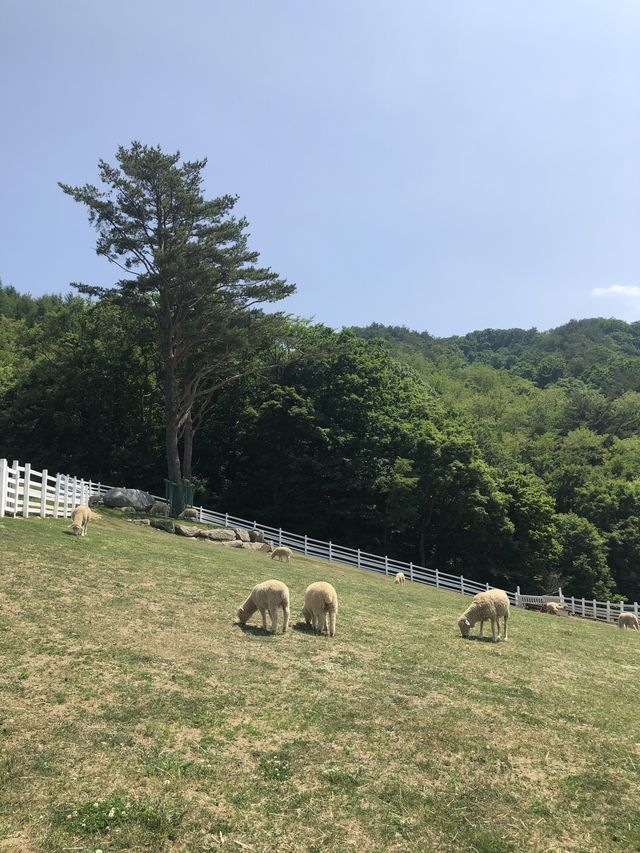 대관령 양떼목장의 매력에 빠져보세요