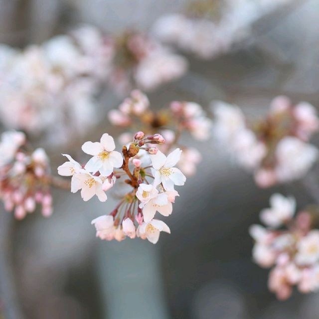 【兵庫   有馬温泉】サクラ咲きほこる日本の美🌸🌸🌸