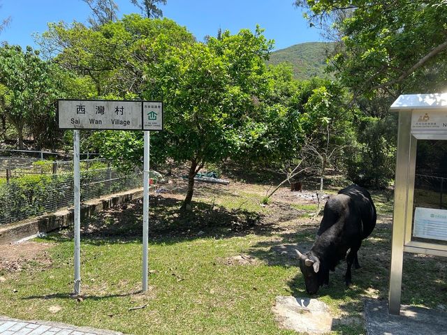 一峰四灣，遠眺香港第一險峰