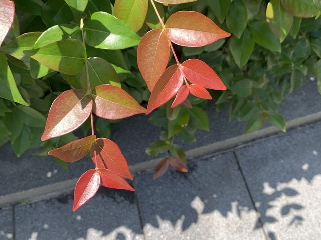 遊香港．將軍澳賞花好去處