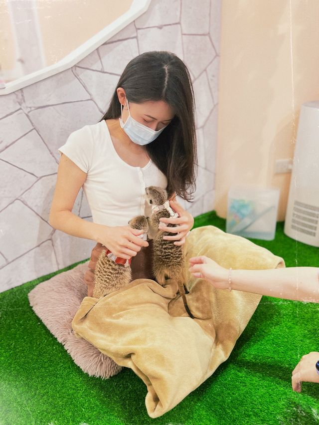 台北松山狐獴餐廳｜Meerkat75 Café - 75度獴 ｜餐點豐富還能和狐獴一起玩